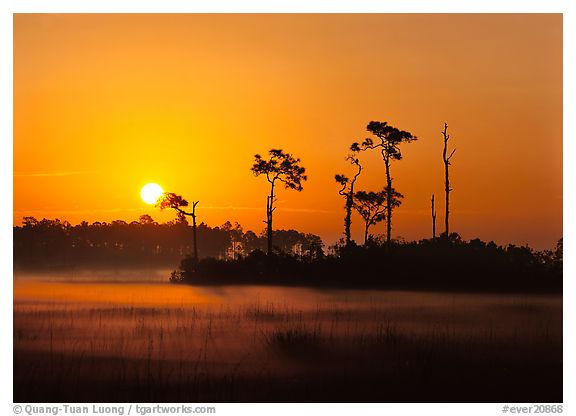 Everglades  National Park, Florida.  ()