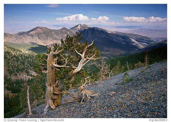 Mt Washington, Great Basin  National Park, Nevada.  ()