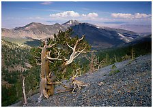 Mt Washington, Great Basin  National Park, Nevada.  ( )