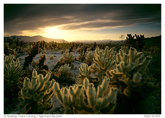 Cholla cactus garden,  Joshua Tree  National Park, California.  ()