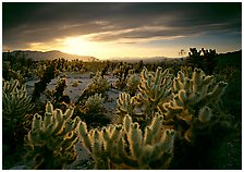 Cholla cactus garden,  Joshua Tree  National Park, California.  ( )
