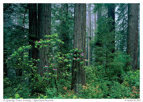 Del Norte, Redwood National Park, California.  ()