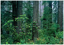 Del Norte, Redwood National Park, California.  ( )