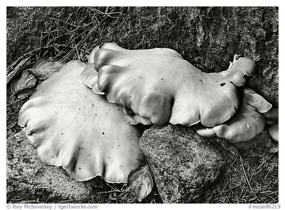 Mushrooms, 1973.  ()