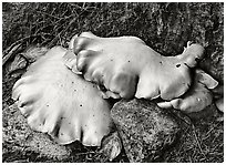 Mushrooms, 1973.  ( )