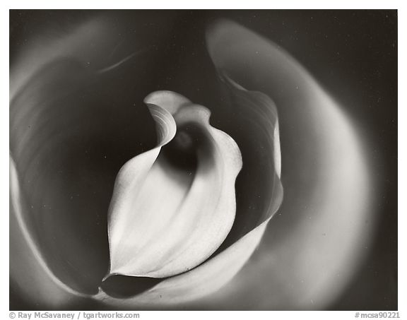 Calla Lily with Reflections, 2007.  ()