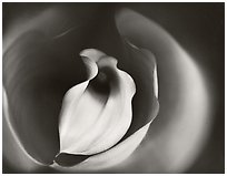 Calla Lily with Reflections, 2007.  ( )