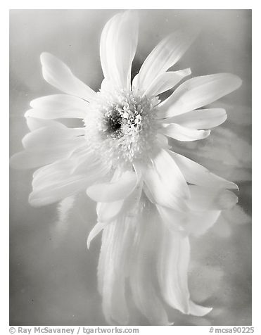 Chrysanthemum with Soft Reflection, 2003.  ()