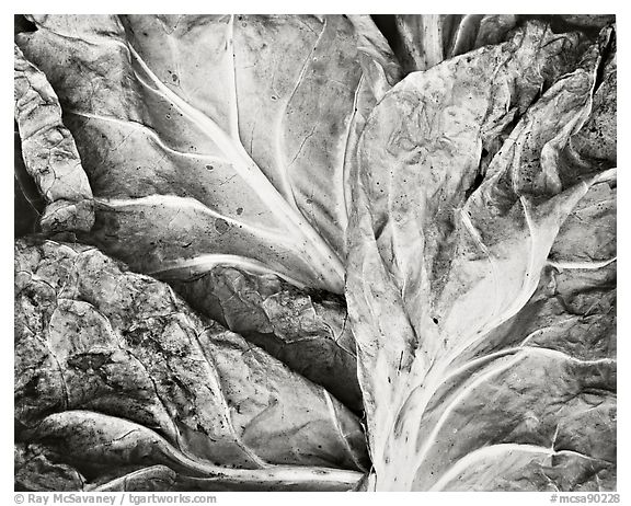 Brussel Sprout Leaves, 1979.  ()