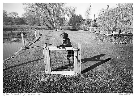 Gate & Guard Dog, 1975.  11x14.  ()