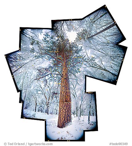 Tree in Snowstorm, Yosemite, 2008.  ()