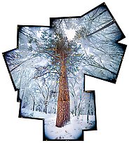 Tree in Snowstorm, Yosemite, 2008.  ( )